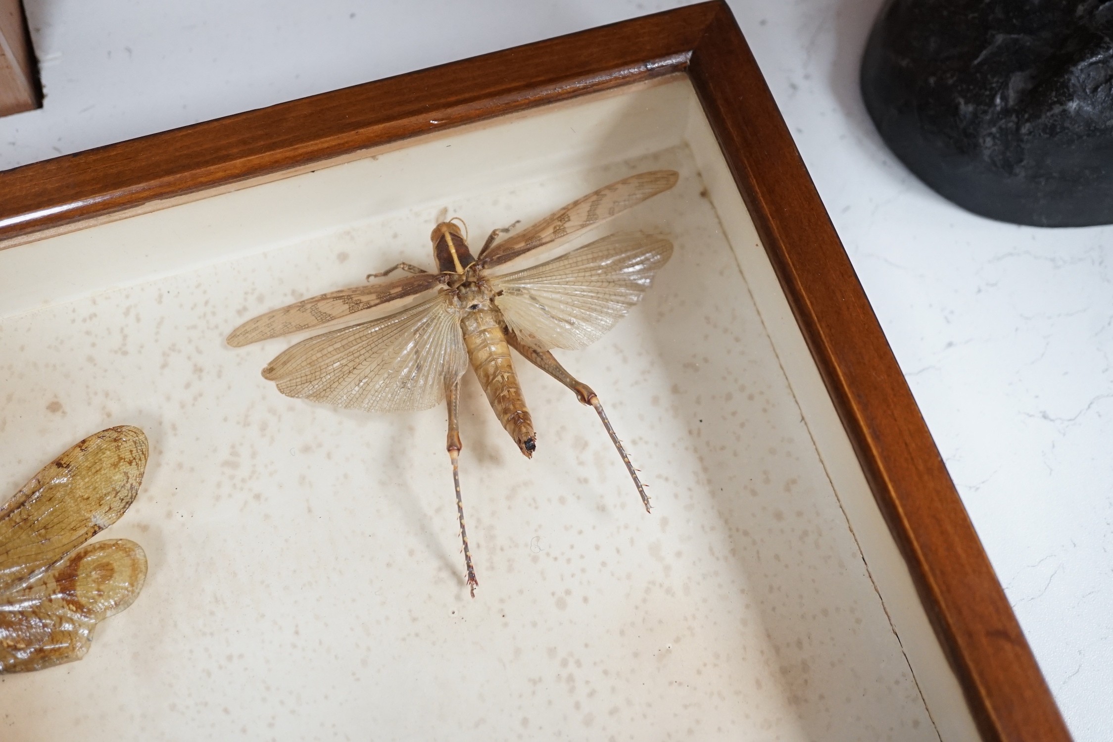 A cased group of taxidermic flying insects